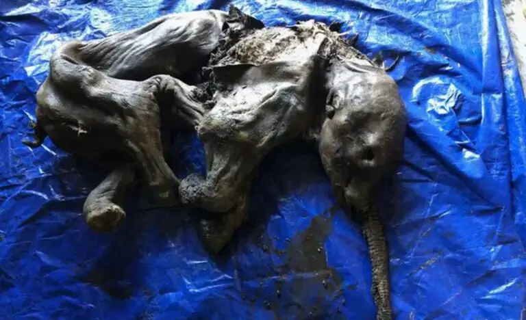 Mammoth Calf Was Found in the Exceptional State of Conservation in Canada