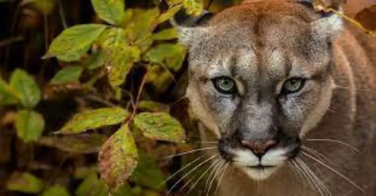 34 Endangered Felines Have Been Run Over in the First Half of 2022