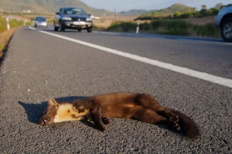 Costa Rica Declares National Mourning for Wild Felines Run Over on Tico Roads