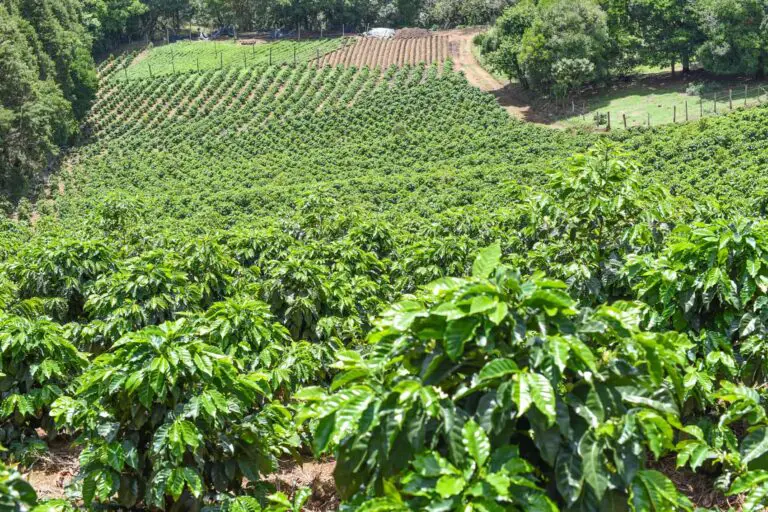 Specialty Coffee From Costa Rica Captivates the International Palate and Gains Space in Local Market