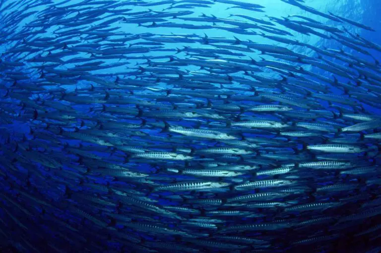 Organizations Create Coalition to Protect the Oceans