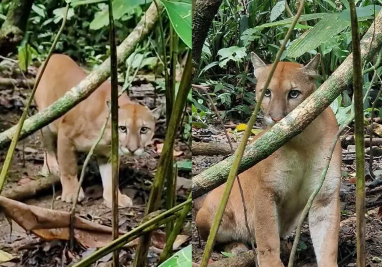 Puma in Corcovado