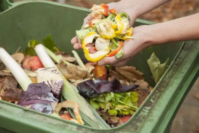 Scholarships are Offered in Costa Rica for Courses that Will Teach How to Monetize Organic Waste