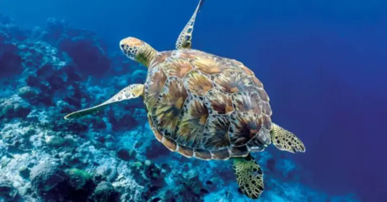 Sustainable Costa Rican Fishing Practices Will Benefit Sea Turtle Conservation