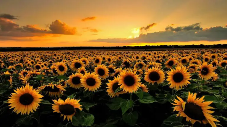 Sunflowers of Costa Rica Opened its Doors