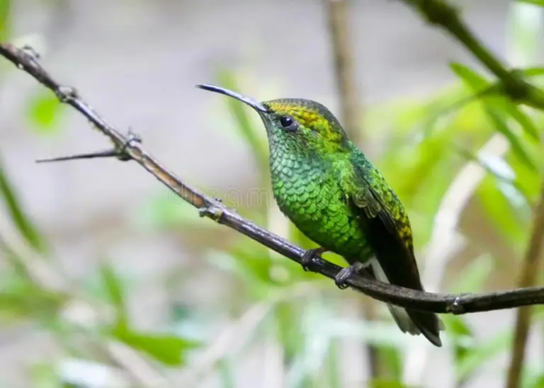 Costa Rica, the Country of Hummingbirds