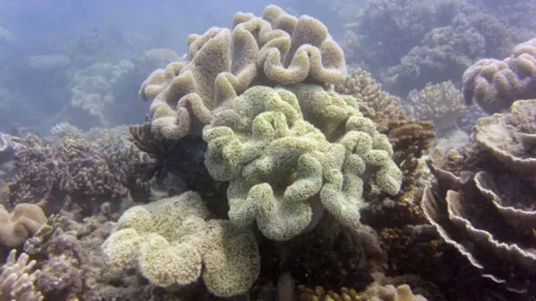 Great Barrier Reef of Australia Indicating Promising Signs of Recovery