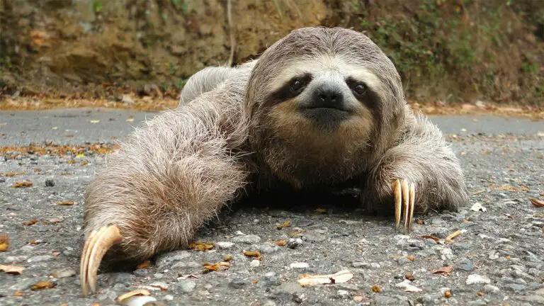 Tico Study Reveals Bacteria that Produce Antibiotics in the Fur Of Sloths