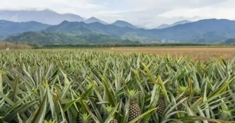 Costa Rica Lost More than 1,200 Hectares of Forest Due to Pineapple Activity in 5 Years