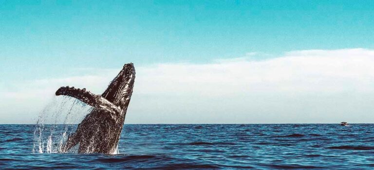 Quepos is Ready to Welcome Tourists this Whale Season