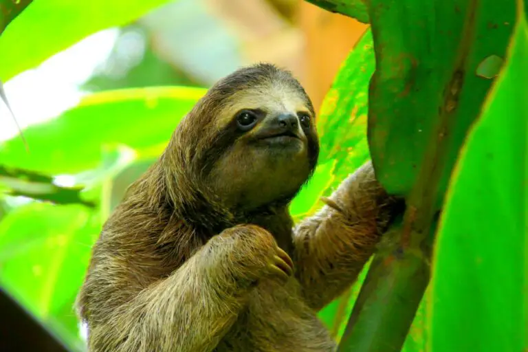 Costa Rica ranks 28th in new global biodiversity study