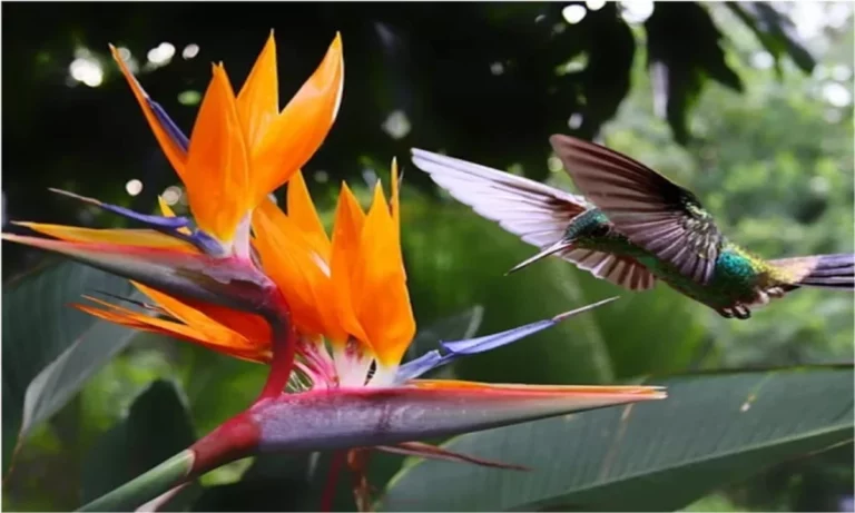 Costa Rica is one of the 25 Megadiverse Countries in the World