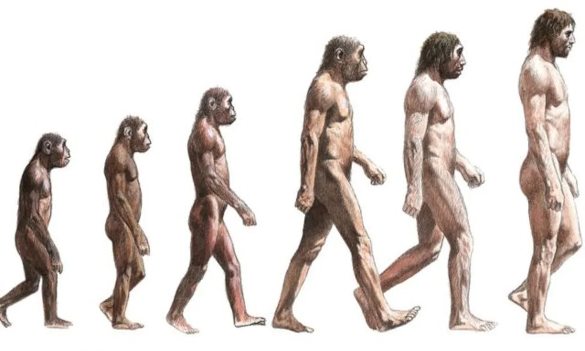 Эволюция homo sapiens