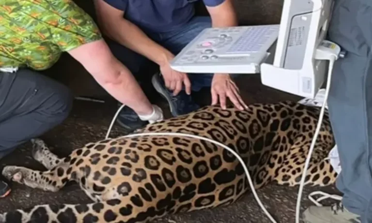Confiscation of Two Jaguars Was Carried out Responsibly at Río Cuarto de Alajuela
