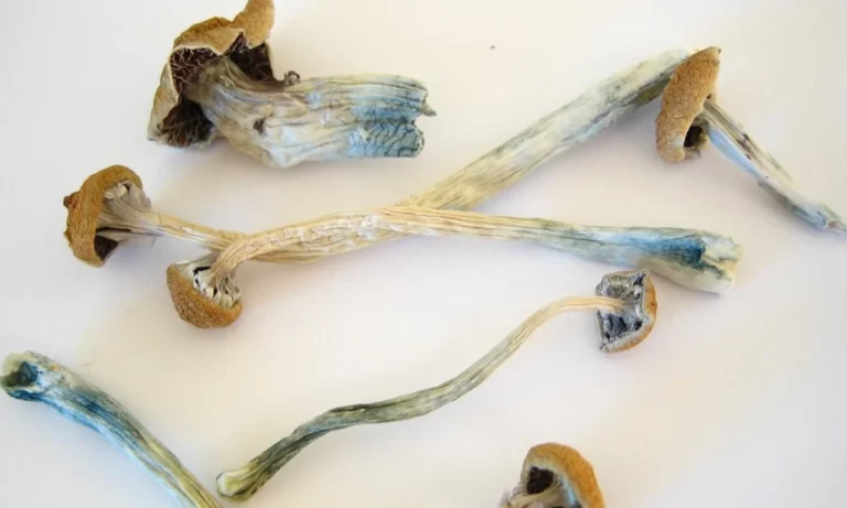 Psilocybin: Definition And Effects Of This Component Of Hallucinogenic Mushrooms