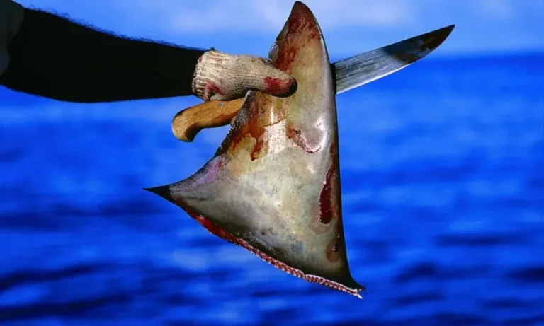 Organizations Call For an End to the Global Trade in Shark Fins