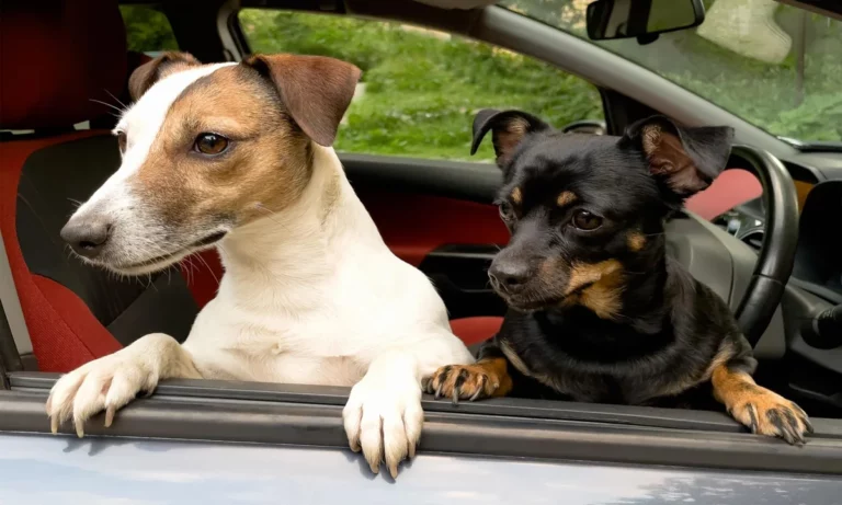 Costa Rican Drivers Who Carry Pets on Their Legs Are Exposed to Fine of ¢113,000