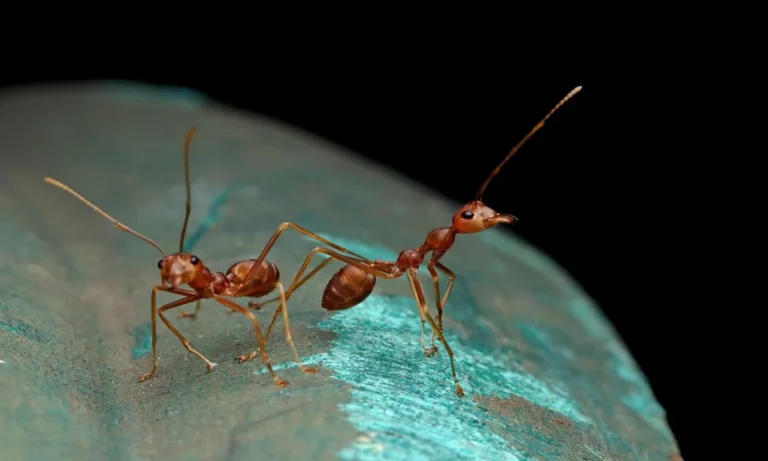 There Are at Least 20,000 Trillion Ants on Earth, according to a Study