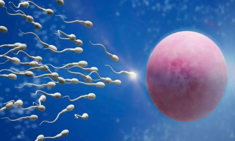 Debunking the Myth that Sperm Swim Frantically to the Egg during Birth Fertilization Process