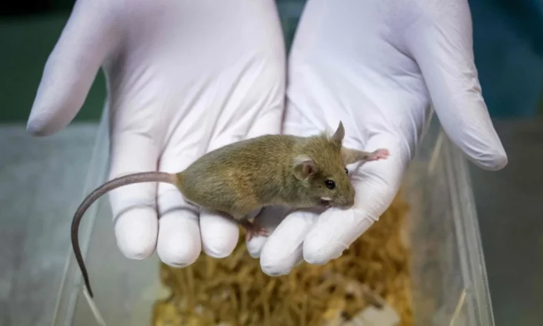 Human Neurons Transplanted into Mouse Brains Do Change Their Behavior