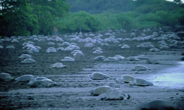Ostional Expects More Than 200,000 Turtles! Arrival of November Has Already Begun