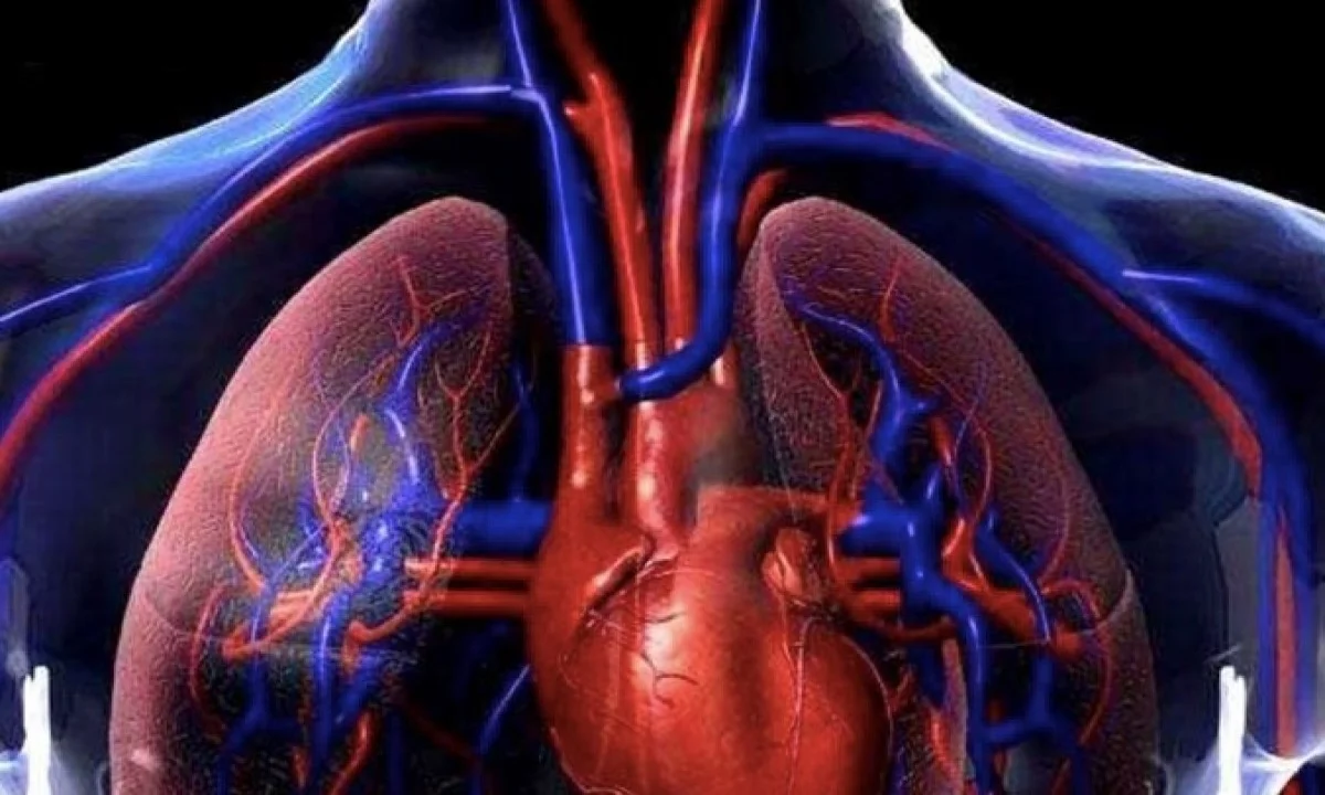 Анатомия человека сердце легкие