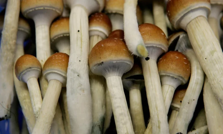 <strong>Therapeutic Use of Magic Mushrooms: “We Still Have a Long Way to Go”</strong>