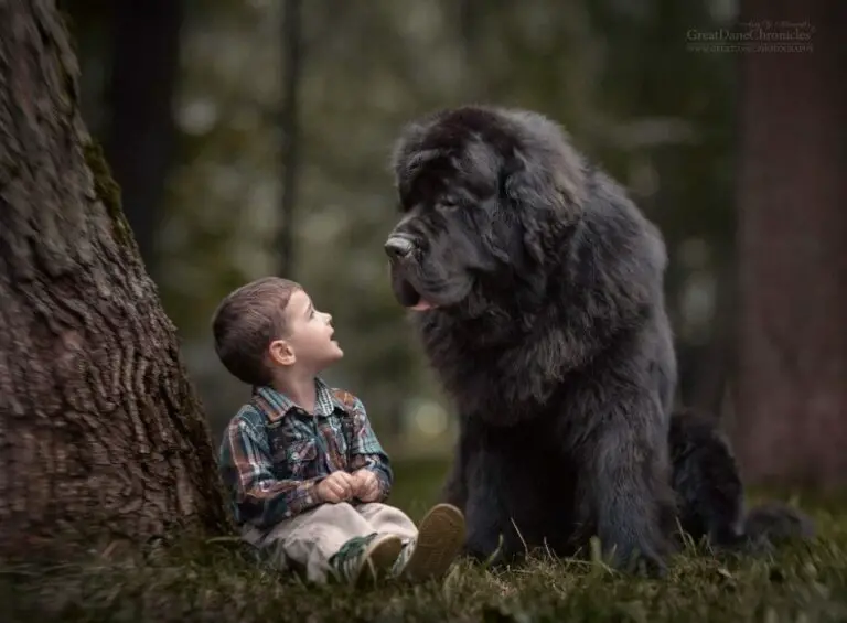 Meet the “Newfoundland”, a Strong, Noble and Protective Rescue Dog￼￼