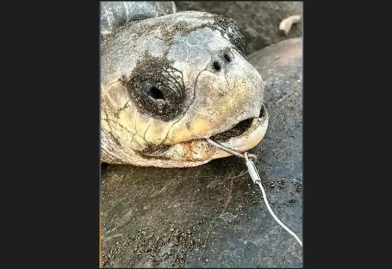 Park Rangers Remove Hook From a Turtle`s Jaw at Ostional