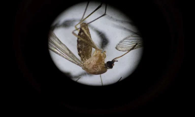 Are You One of the People Who Attract Mosquitoes More Than Others? A Study Explains the Cause