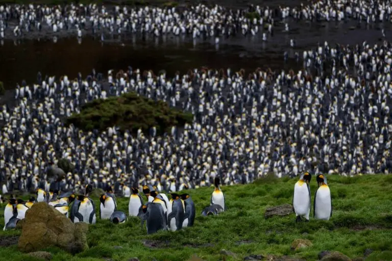 King Penguins Face Threat of Climate Change at the Far End of the Indian Ocean