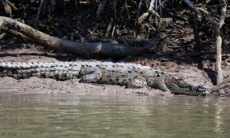 Crocodiles Resist in the “Most Polluted” River in<br data-eio=