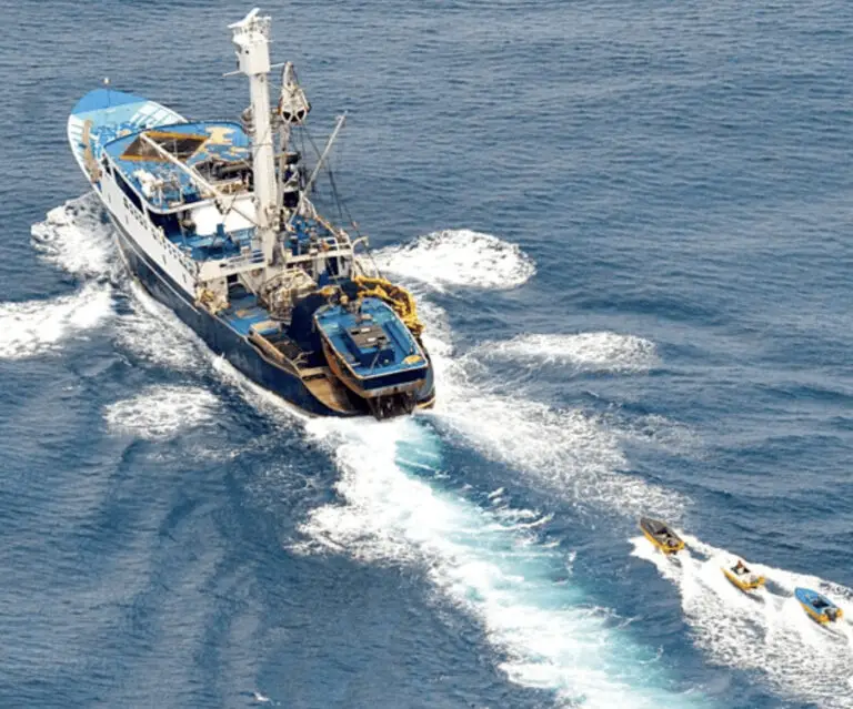 Tuna, Shrimp, Iron, Steel, and Cardboard Receive Special Treatment in the Trade Agreement with Ecuador