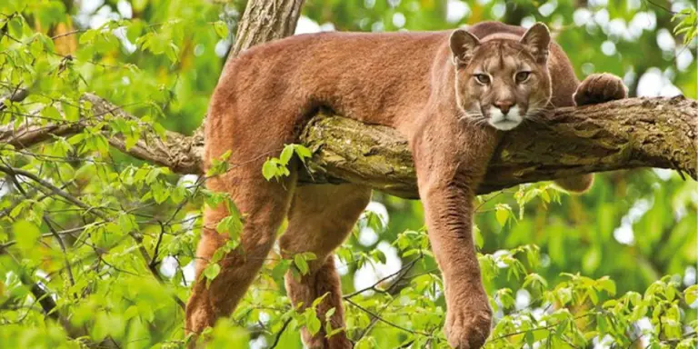 Six Species of Costa Rican Felines Are in Danger of Extinction