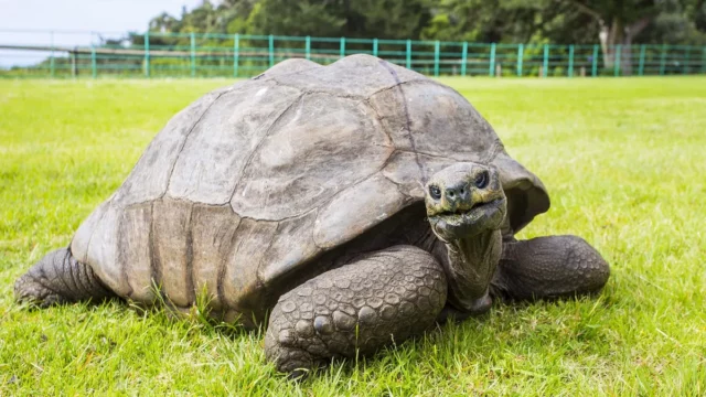 The Oldest Turtle in History Turns 190 Years Old ⋆