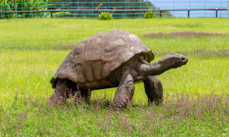 The Oldest Turtle in History Turns 190 Years Old