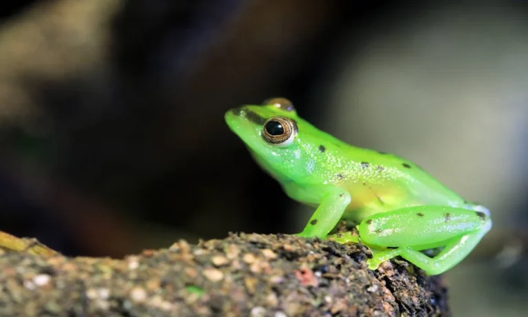 Costa Rica Will Strengthen Protection of Glass Frogs