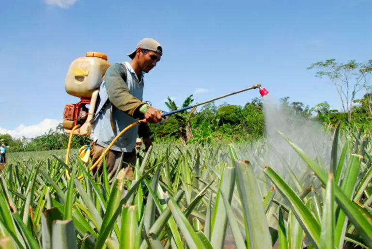 <strong>Ecologists Urge Costa Rican Agricultural Producers to Reduce the Use of Chemical Substances in Crops</strong>