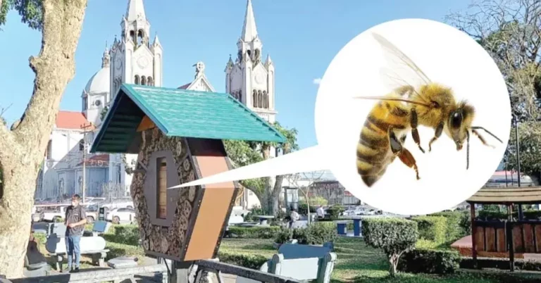 Hotels for Bees Become the Strategy to Conserve Hundreds of Solitary Species in costa Rica
