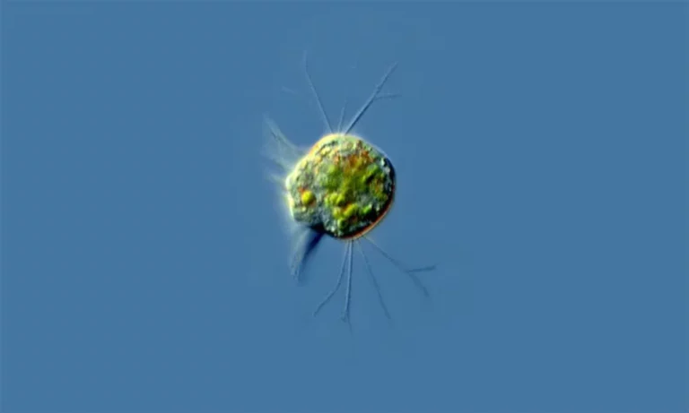 The First ‘Virivore’: An Organism That Can Feed Only on Viruses, Up to a Million a Day