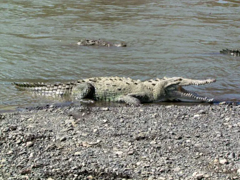 Crocodile Sightings are Common in some areas of Costa Rica Why?