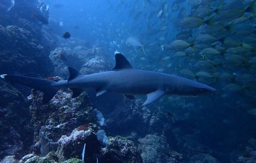 National Geographic Premieres Documentary on Marine Wealth of Costa Rican South Pacific
