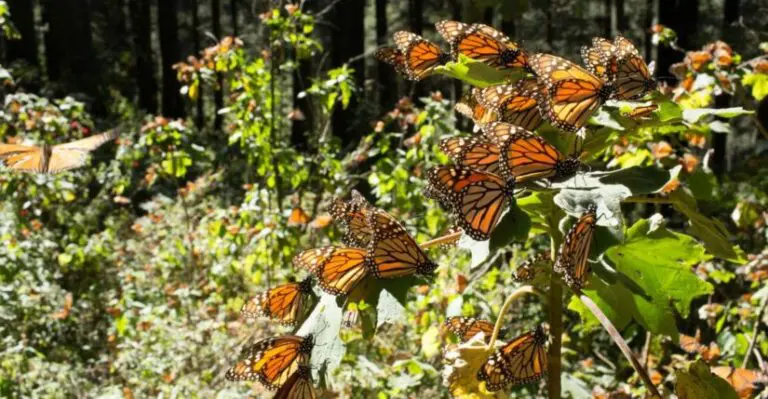 Monarch Butterflies Pulsing Climate Change in North America