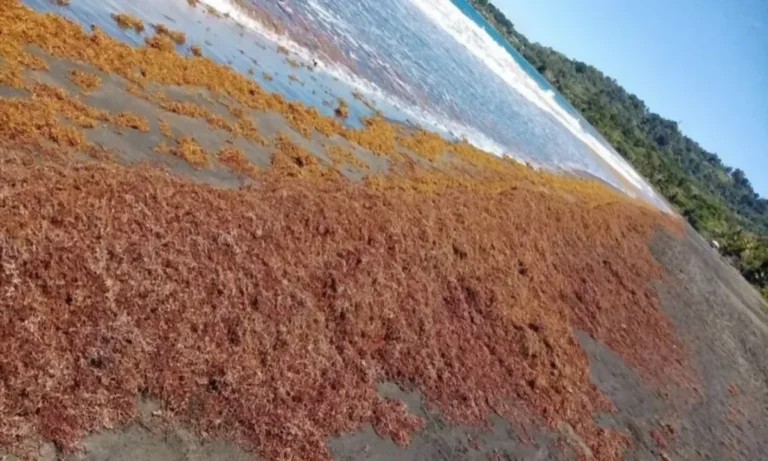 Tons of Shells Extracted by Tourists put at Risk the Natural Charm of Costa Rican Beaches