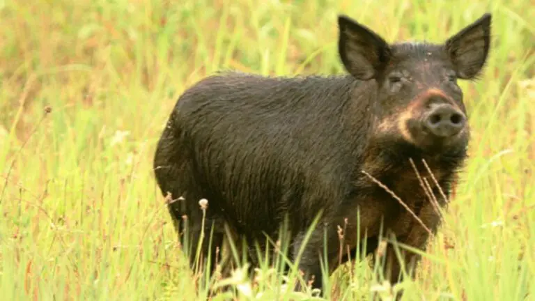US Fears Invasion of Canada’s “Incredibly Intelligent Super Pigs”