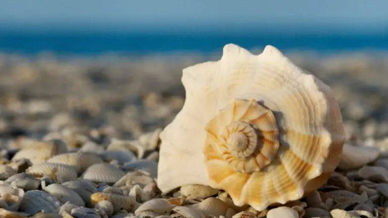 Do Not Take Shells From Costa Rican Beaches! This Practice Affects Marine Ecosystems