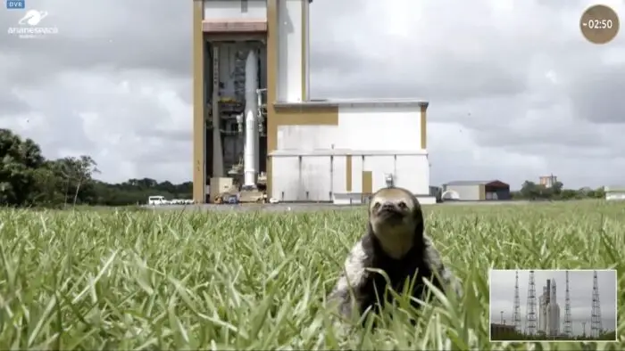 A Sloth Sneaks Into the Broadcast of a Rocket Launch and Becomes an Instant Star