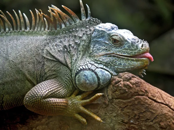 Iguana Bites a Girl in Costa Rica Goes Viral