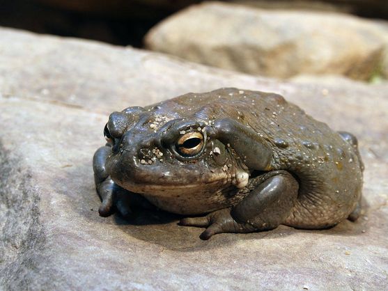 The Bufoalvarius, Endemic Toad of the Sonoran Desert Whose Venom Has Powerful Hallucinogenic Effects