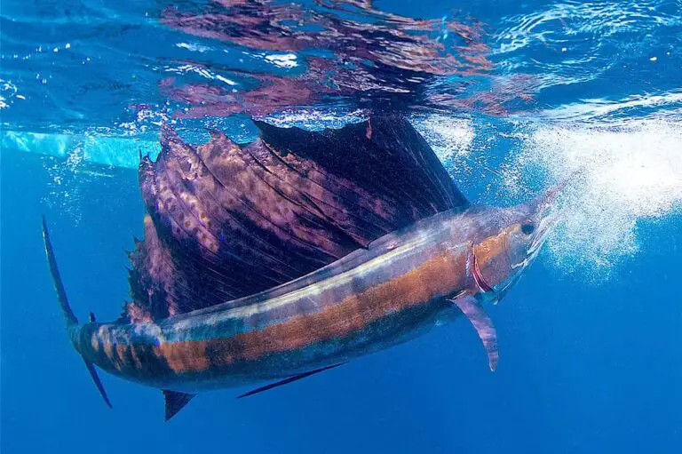 Rumors Abound Over Costa Rica’s Proposed Sailfish Law
